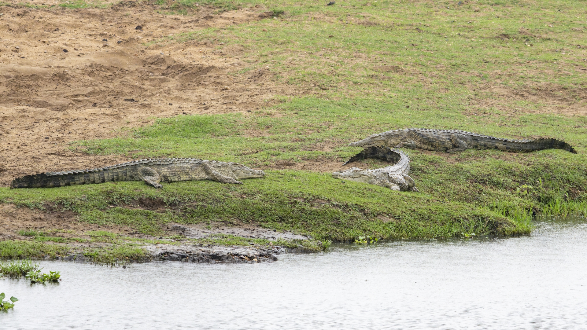 Kruger25 2025 11 05 08 18 59 ILCE 1M2 2188